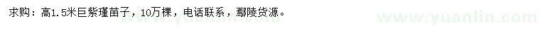求購(gòu)高1.5米紫瑾