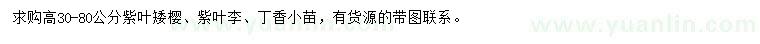 求購紫葉矮櫻、紫葉李、丁香