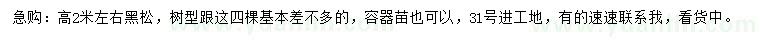 求購高2米左右黑松