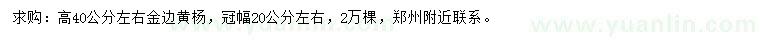 求購高40公分左右金邊黃楊