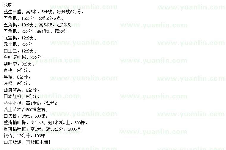 求購(gòu)叢生白蠟、五角楓、元寶楓等