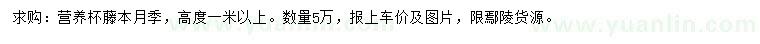 求購高1米以上藤本月季