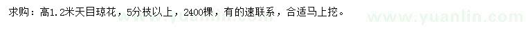 求購高1.2米天目瓊花