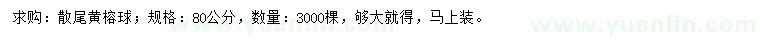 求購(gòu)80公分黃榕