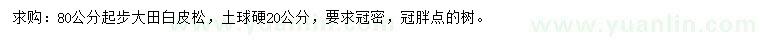 求購80公分起步白皮松