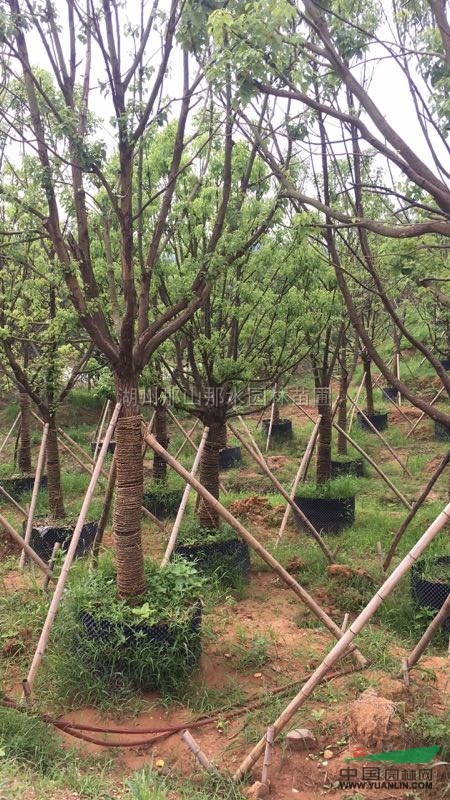 優質香樟苗最新價格/優質香樟苗報價