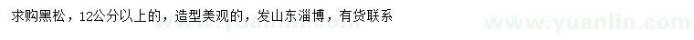 求購12公分以上黑松