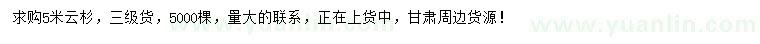 求購5米云杉