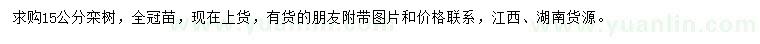 求購15公分欒樹