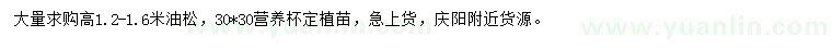 求購高1.2-1.6米油松