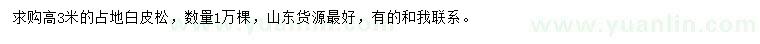 求購高3米白皮松
