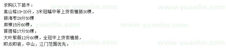 求購(gòu)高山榕、銀海棗、麻楝等