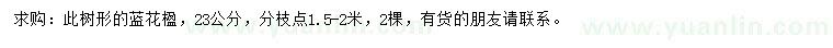 求購(gòu)23公分藍(lán)花楹