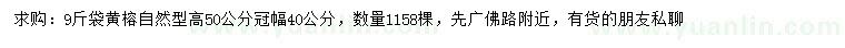 求購高50公分黃榕