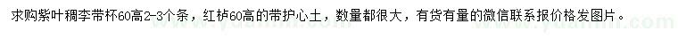 求購高60公分紫葉稠李、紅櫨