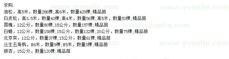 求購油松、白皮松、國槐等