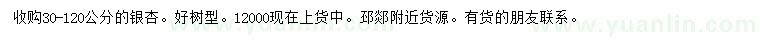 求購30-120公分銀杏