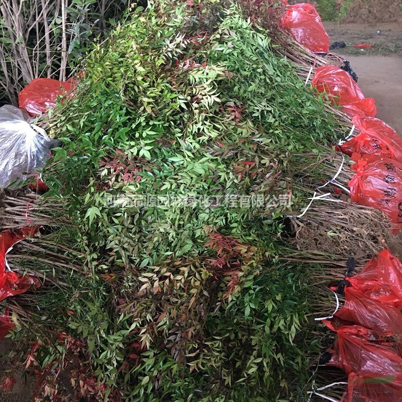 河南蘭天竹南天竺70-150公分高彩葉花木小區(qū)道路觀賞植物