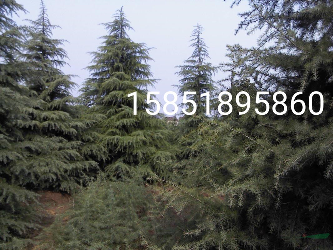 4米5米高雪松多少錢(qián)