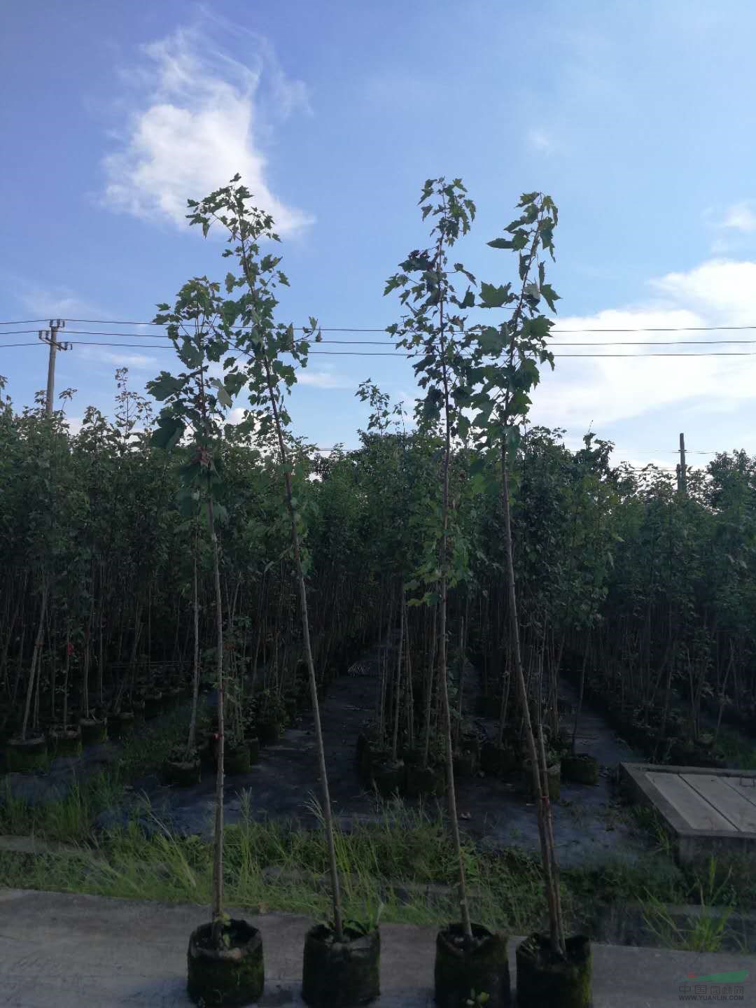 美國紅楓（十月光輝），大田苗，2-3米高、地徑2-3公分左右
