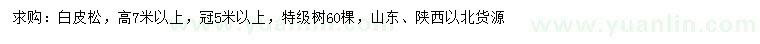 求購高7米以上白皮松