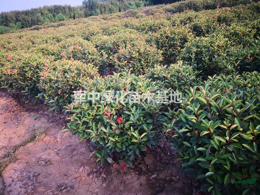紅葉石楠球基地 石楠球價格紅葉石楠球圖片紅葉石楠球產地