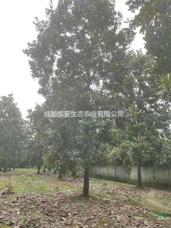 成都基地批發廣玉蘭荷花玉蘭10公分15公分價格便宜