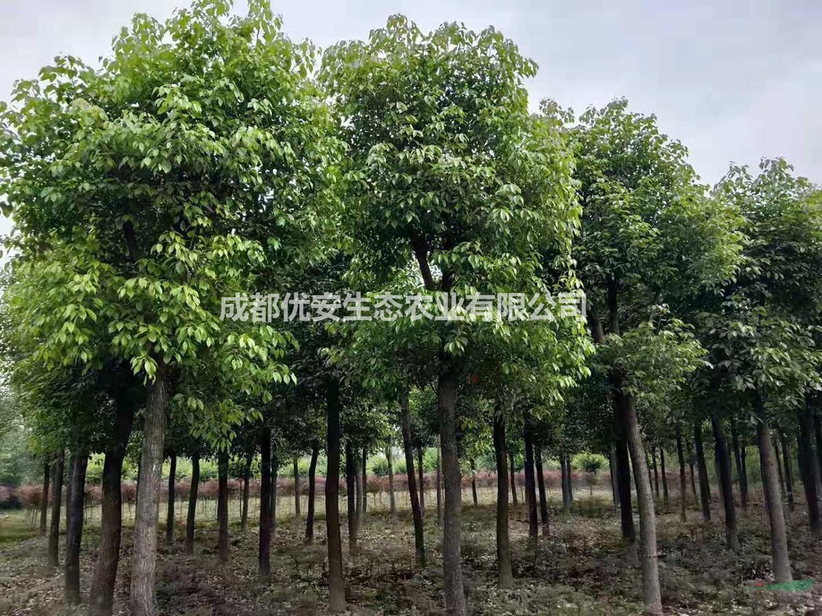 成都香樟基地批發(fā)價(jià)格低便宜10公分15公分20公分