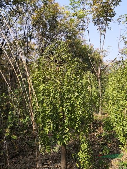 河南鄢陵龍爪槐最新價格報價，河南鄢陵龍爪槐種植基地