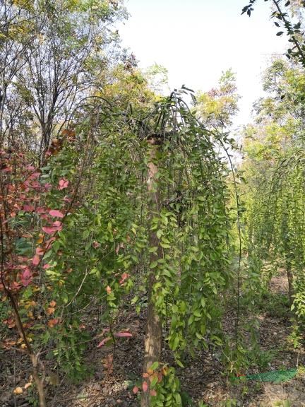 河南鄢陵龍爪槐最新價格報價，河南鄢陵龍爪槐種植基地