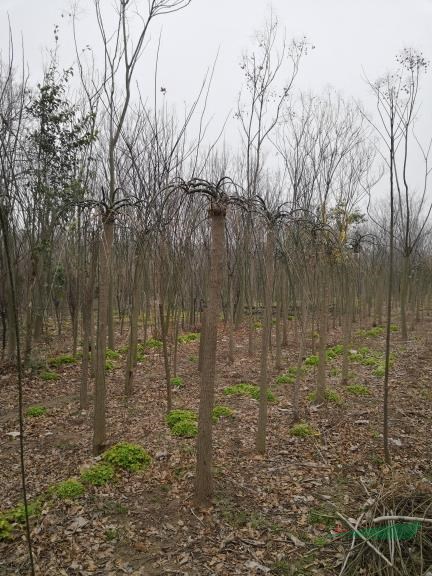 河南鄢陵龍爪槐最新價格報價，河南鄢陵龍爪槐種植基地