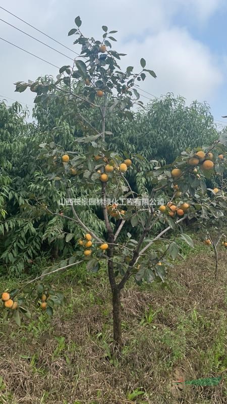 甜柿子樹苗都有什么品種？品種甜柿苗介紹·供應(yīng)山西甜子柿苗