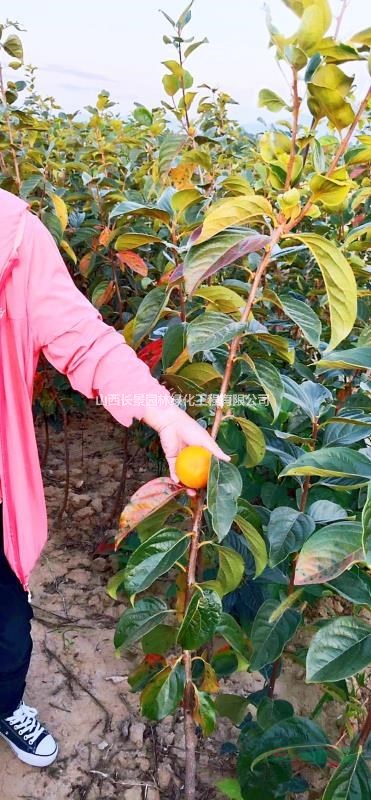 甜柿子樹苗都有什么品種？品種甜柿苗介紹·供應(yīng)山西甜子柿苗