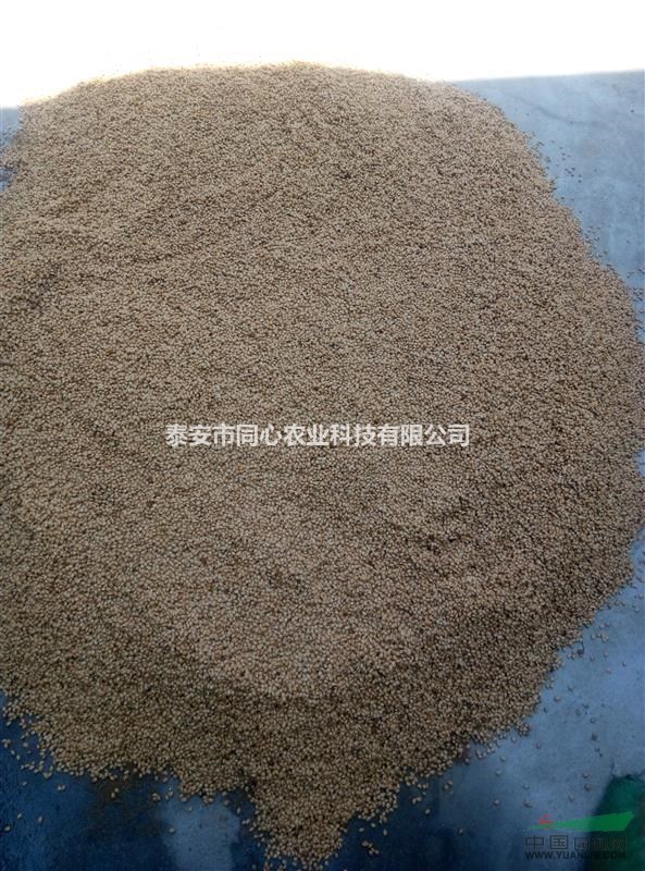 當(dāng)年新采的櫻桃樹(shù)苗種子多少錢(qián)一斤