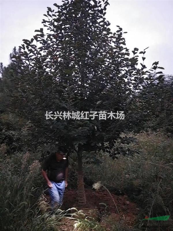 浙江提供树型好的红玉兰
