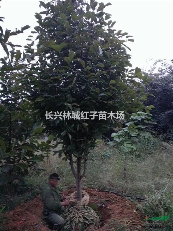 浙江提供树型好的红玉兰