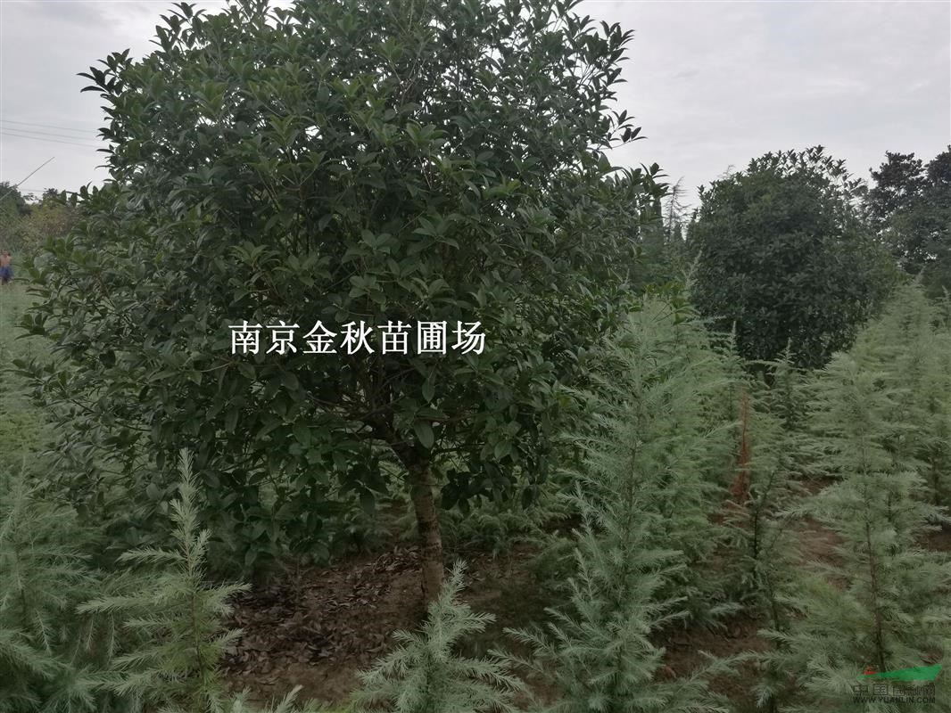 南京桂花基地  8/10公分桂花要多少錢