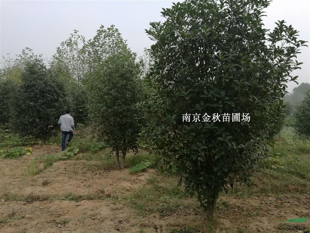 南京桂花基地  8/10公分桂花要多少錢