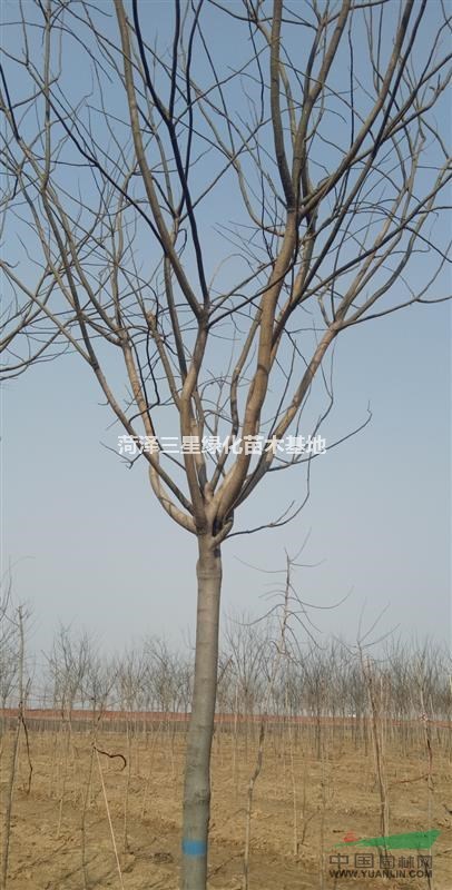 新式8公分國槐價(jià)格，10公分國槐價(jià)格.12公分國槐價(jià)格