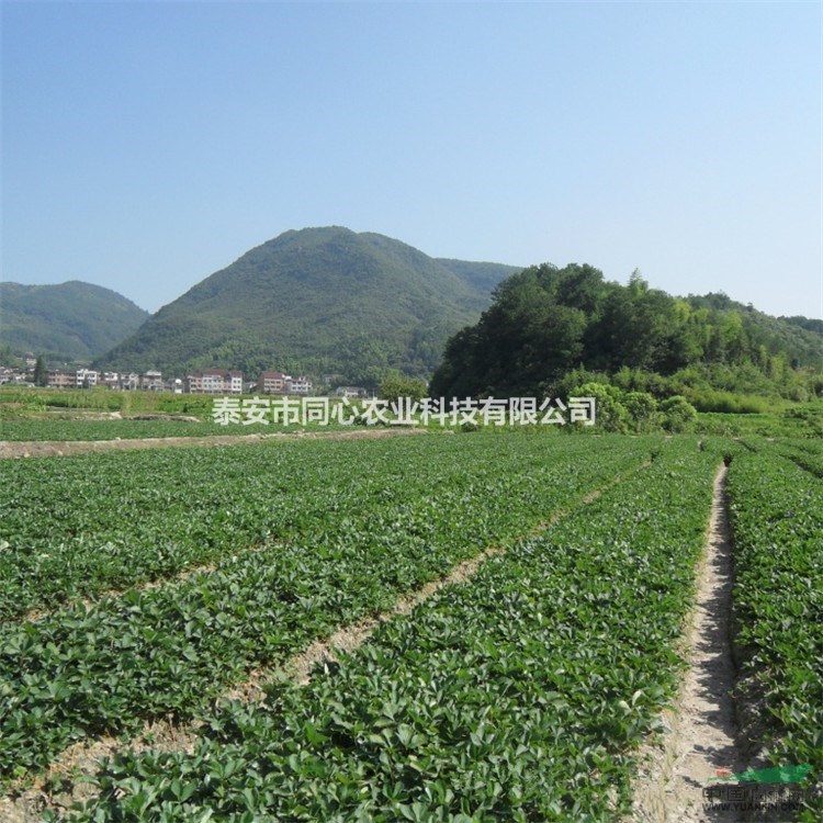 如何挑選草莓苗品種