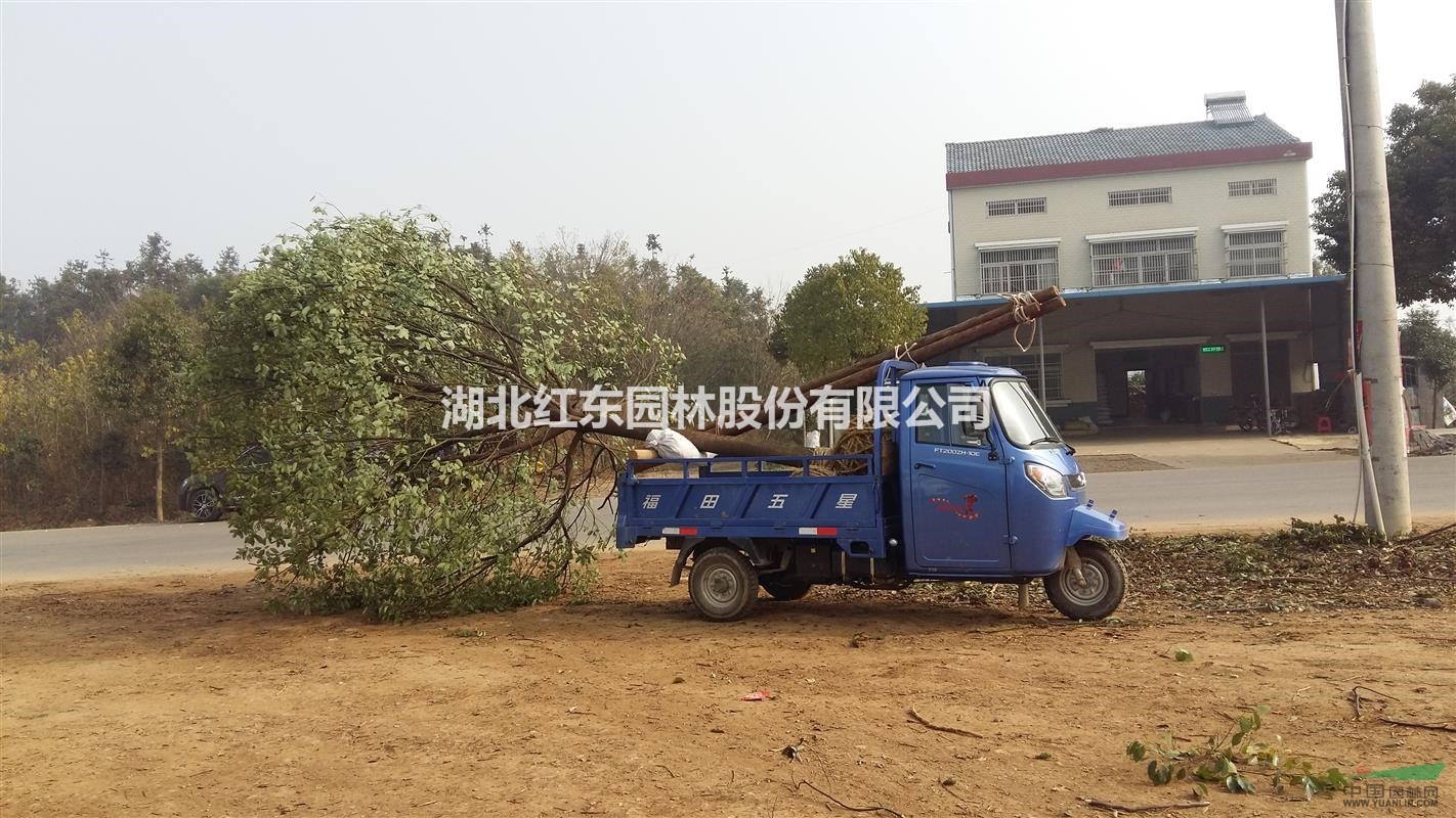 荊州陳店面木合作社供應(yīng)香樟