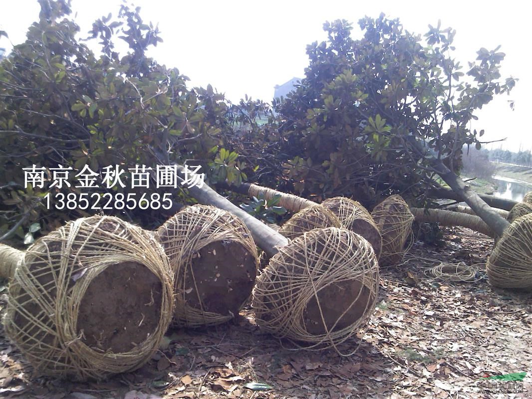 14公分廣玉蘭價(jià)格