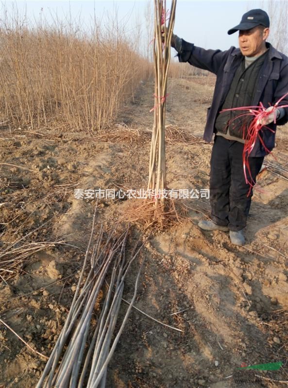 紅油香椿苗價格 大棚紅油香椿苗批發(fā)