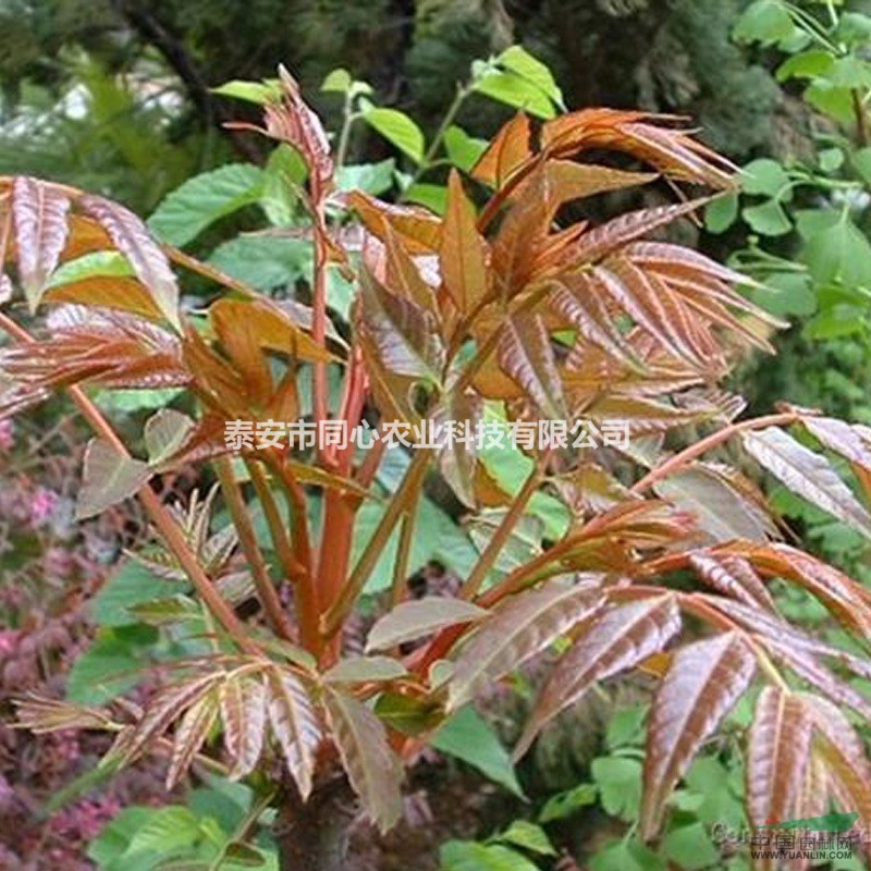 紅油香椿苗價格 大棚紅油香椿苗批發(fā)