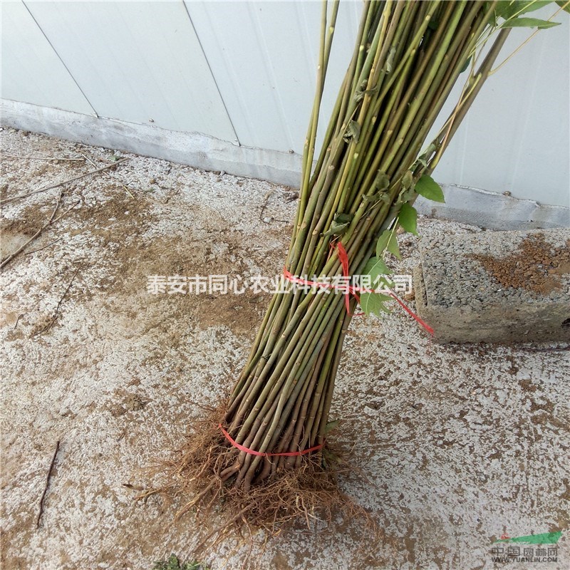 紅油香椿苗批發(fā)基地 