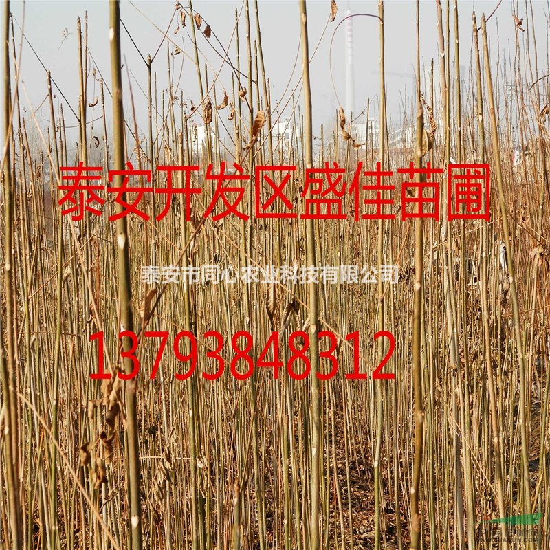 紅油香椿苗批發(fā)基地 
