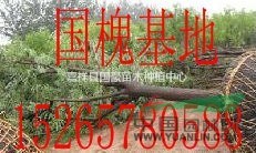 18公分國槐價格/哪里有國槐