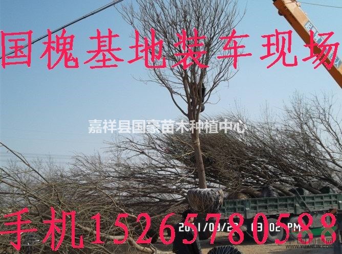 18公分國槐價格/哪里有國槐