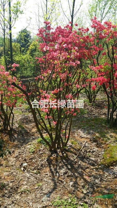 安徽肥西出售高桿茶花，叢生臘梅，紅梅，映山紅價格圖片