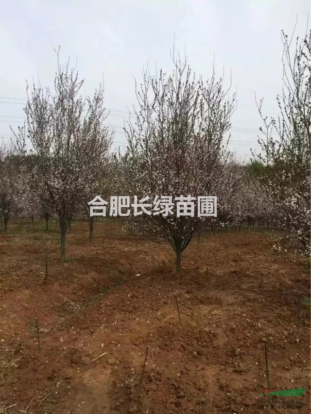 {優(yōu)質(zhì)}紅葉李供應(yīng)商，安徽合肥長綠苗圃基地